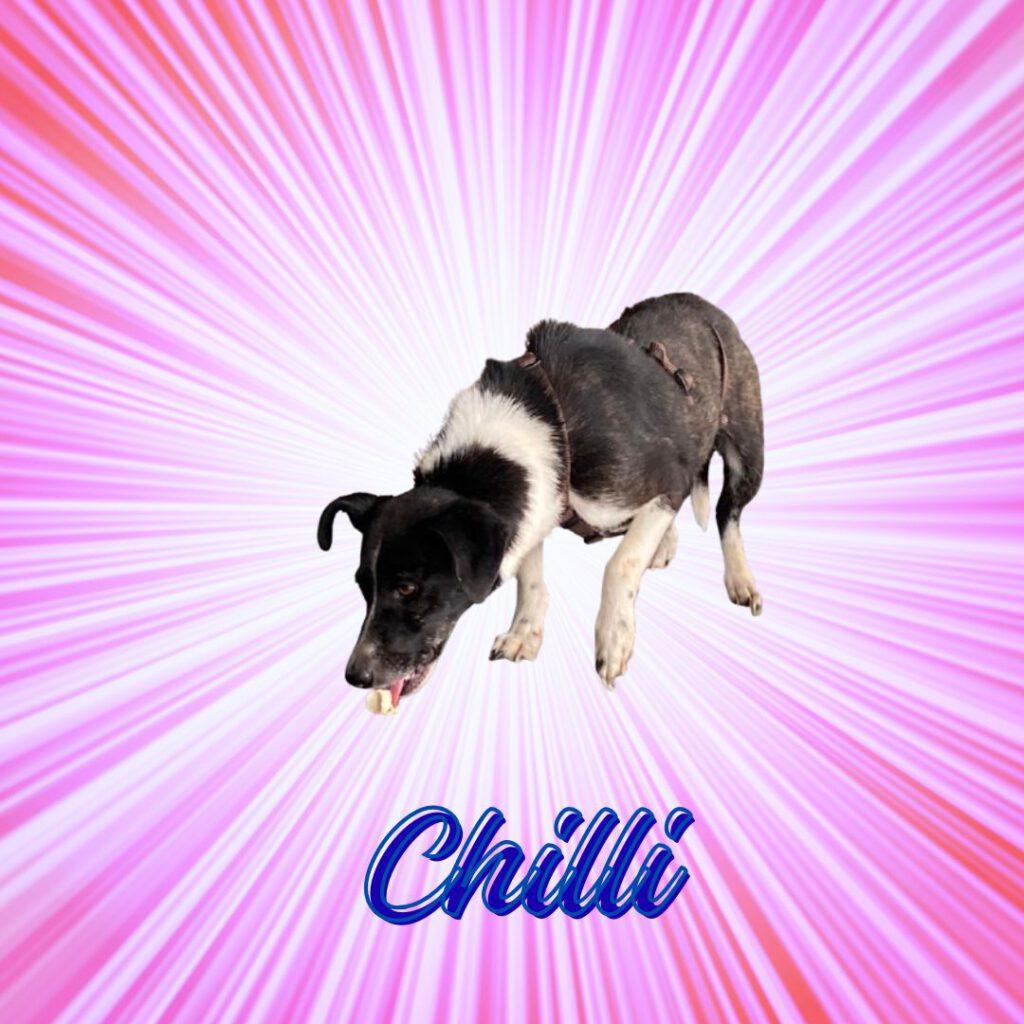 Chilli_Vorschau