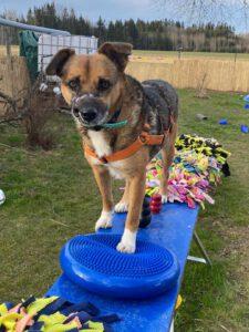 Franki_15062022