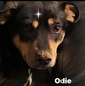 OdieWeihnachten2021