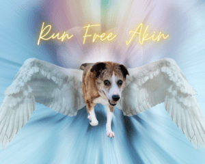 Akin_R.I.P._27.07.2023