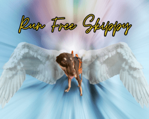 Skippy_R.I.P._12092023