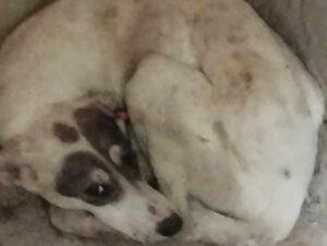 420748535_363669219732591_5817771967386146065_n