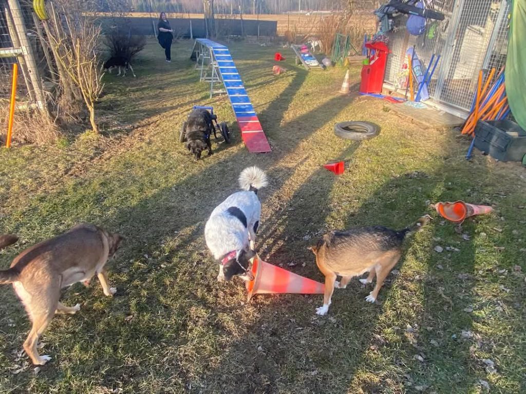 TrainingderHunde_21022025