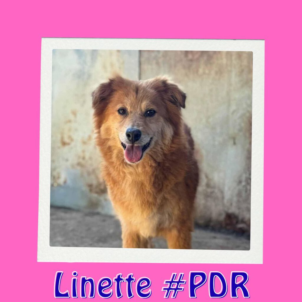 LINETTE #PDR