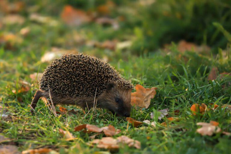 Igel_katerinavulcova auf Pixabay