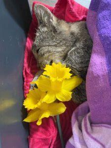 Lola R.I.P. 25.03.2025