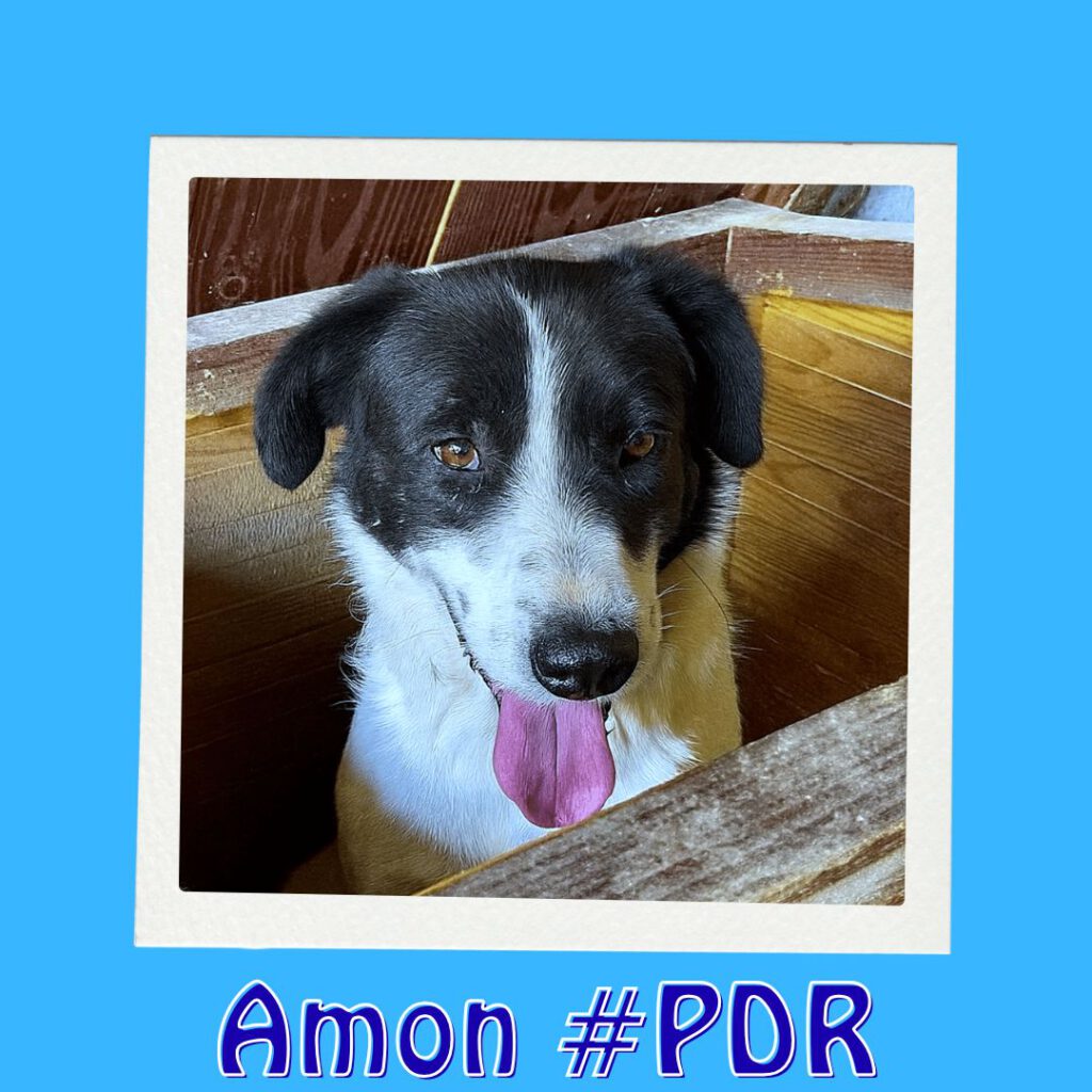 AMON #PDR