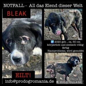 Bleak_180525