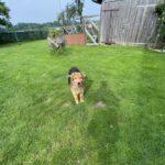 Mufasa_110625