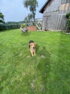 Mufasa_110625