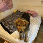 Mufasa_220525