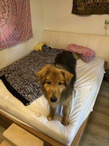 Mufasa_220525