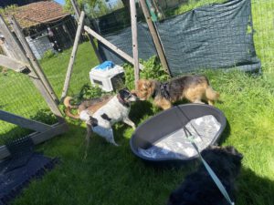 Mufasa_300425