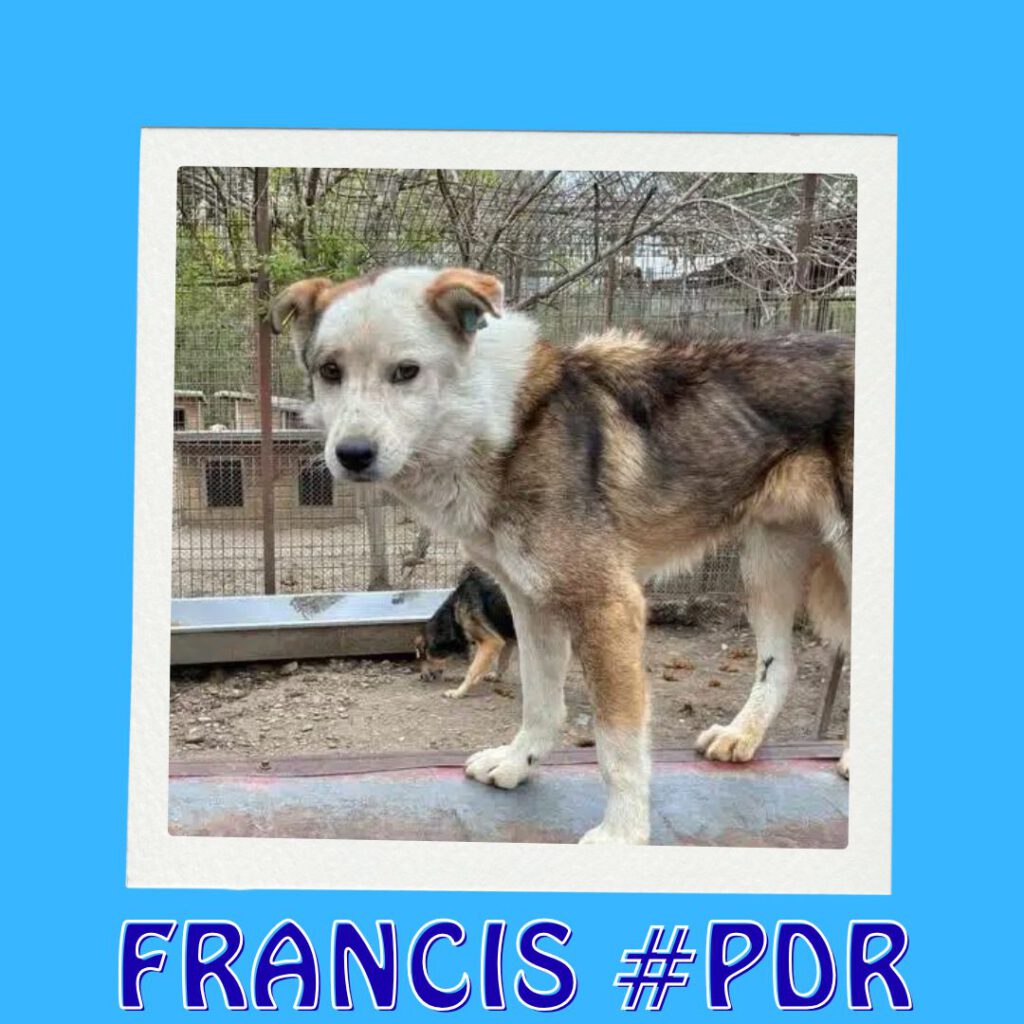 FRANCIS #PDR