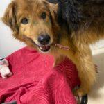 mufasa_260425