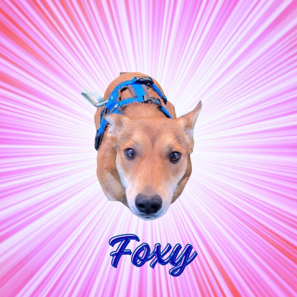 Foxy Vorschau