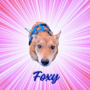 Foxy Vorschau