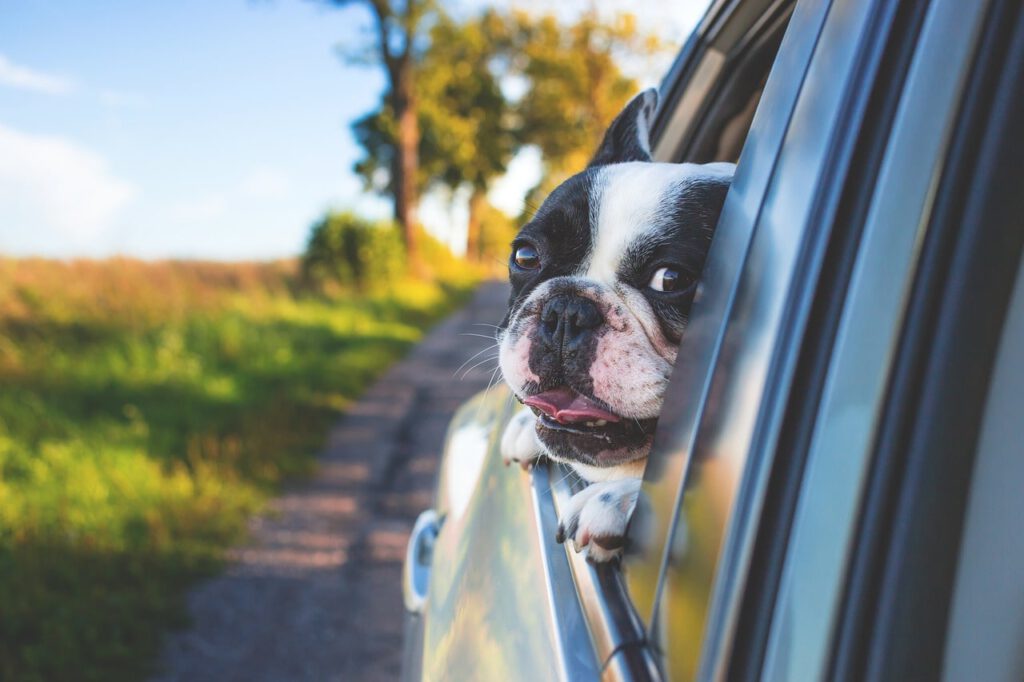 HundSommer Pexels auf Pixabay
