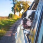 HundSommer Pexels auf Pixabay