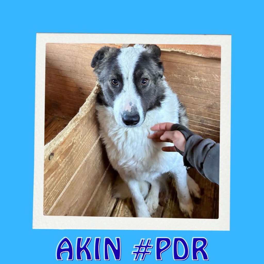 AKIN #PDR