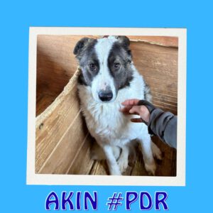 AKIN #PDR