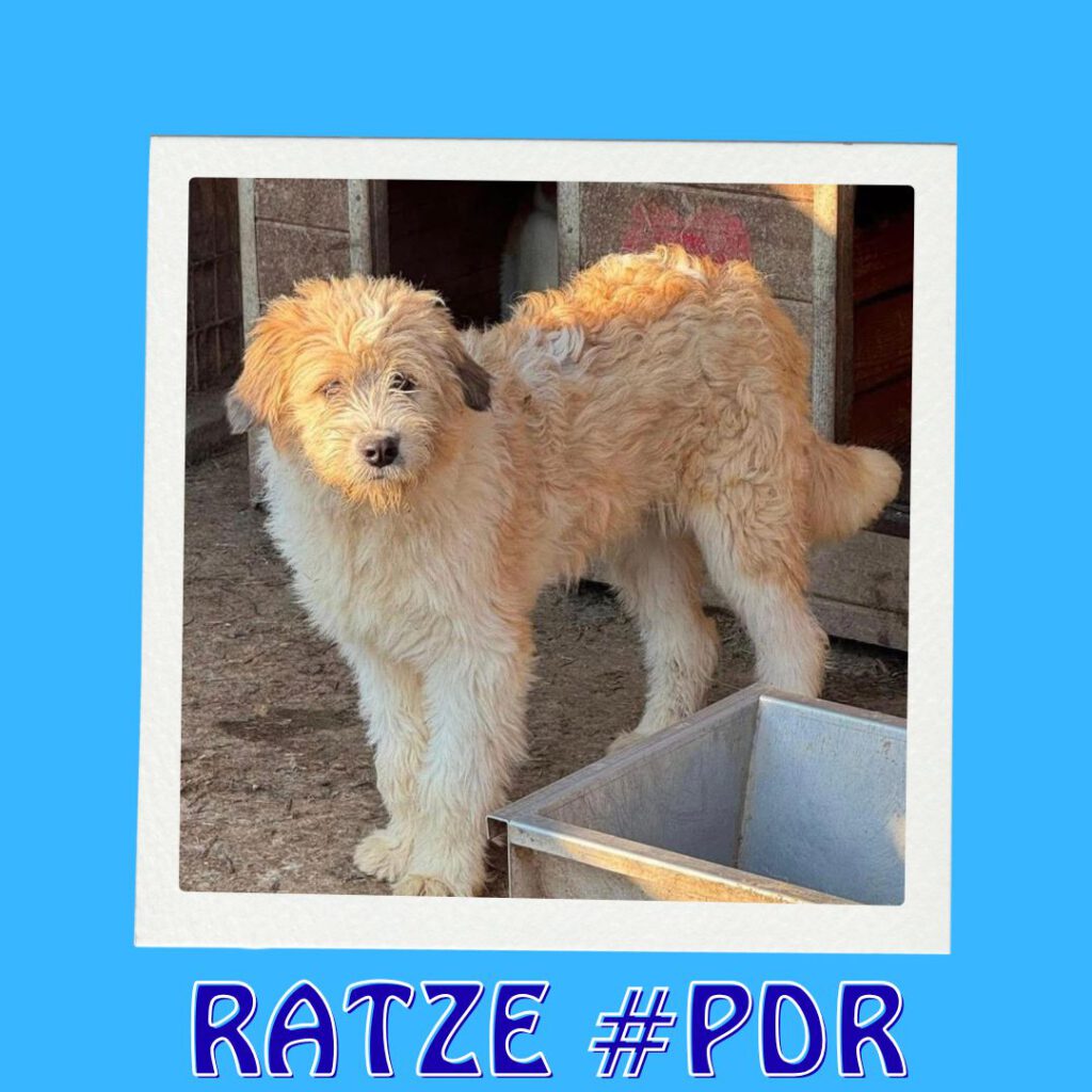 RATZE #PDR