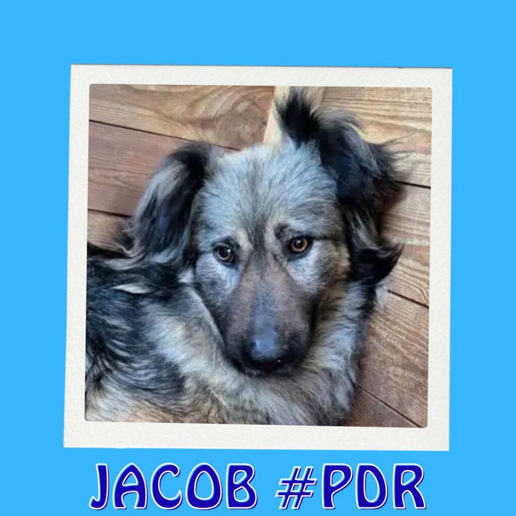JACOB #PDR