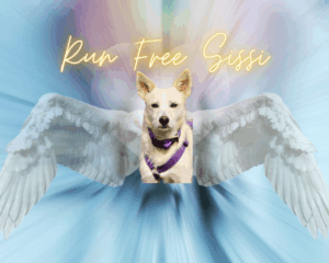 Sissi_R.I.P._02.06.2025