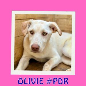 OLIVIE #PDR