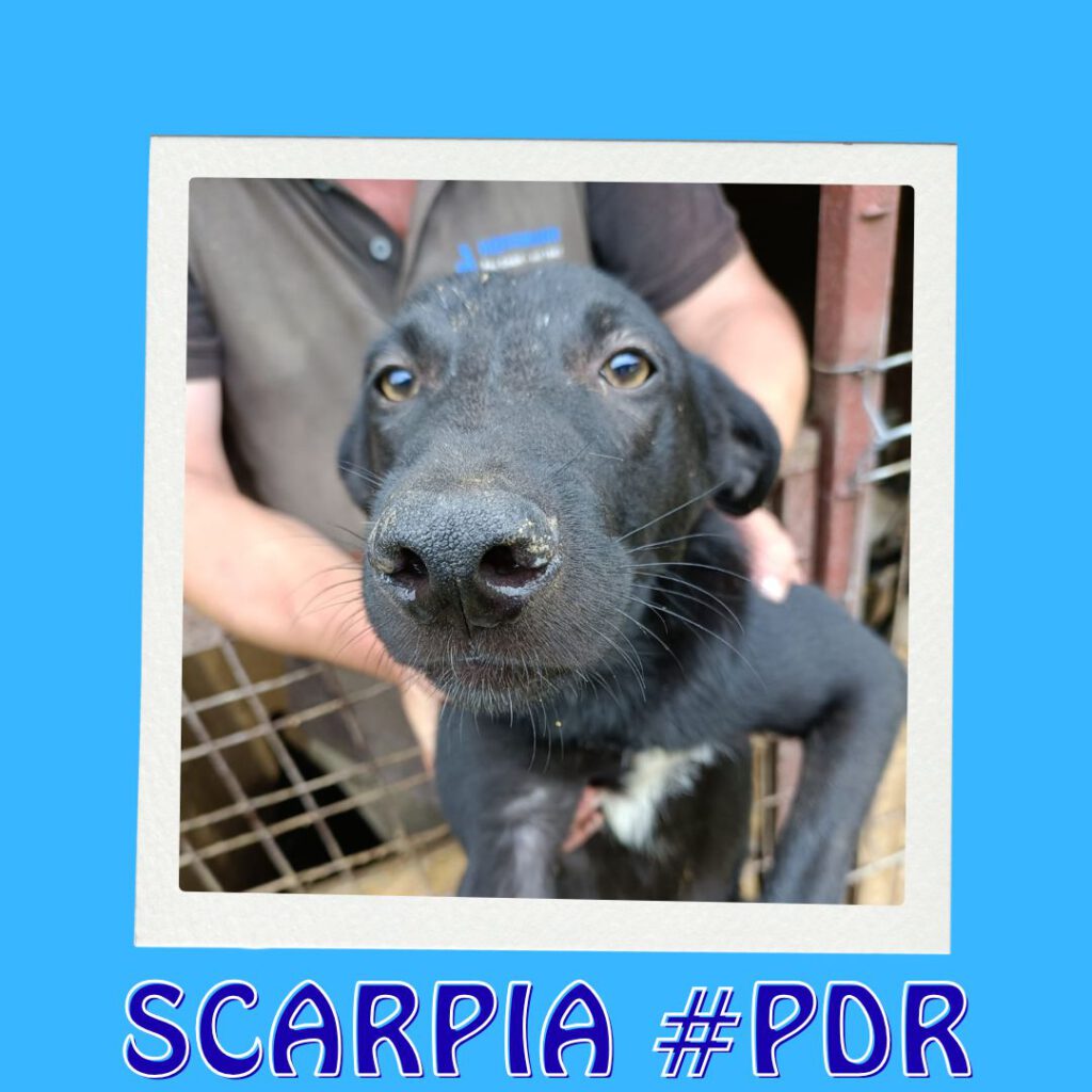SCARPIA # PDR