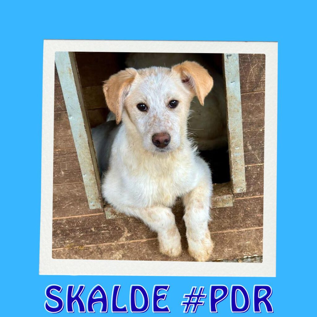 SKALDE #PDR_Vorschau