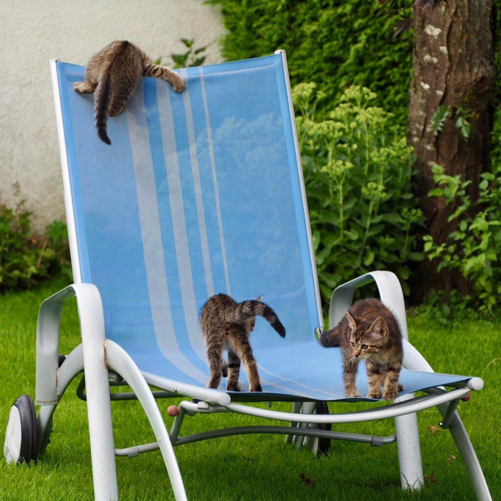 Katzenkastrationen Österreich2025
