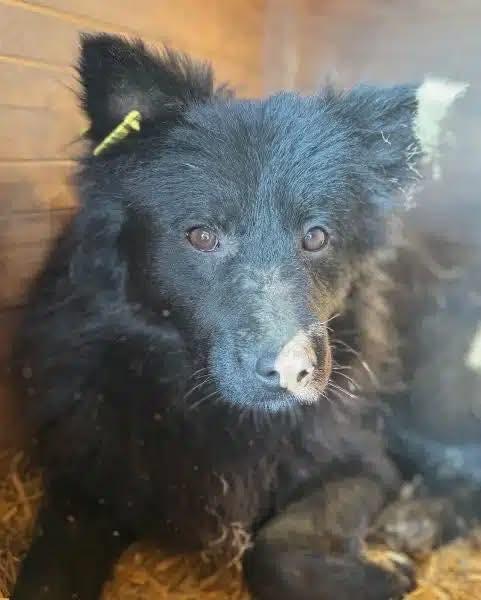 ARTURO1