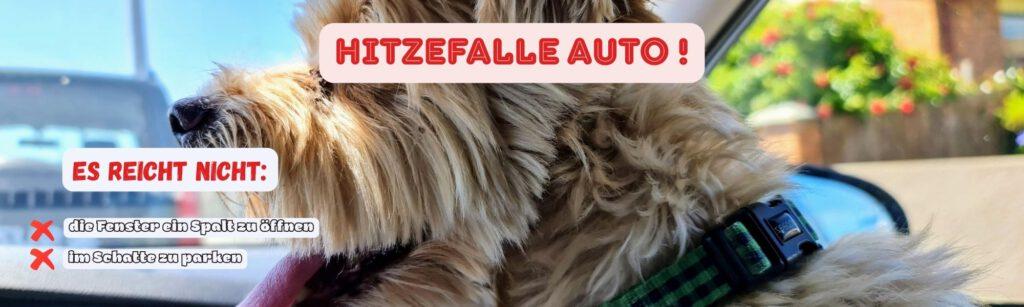 Hitzefalle Auto