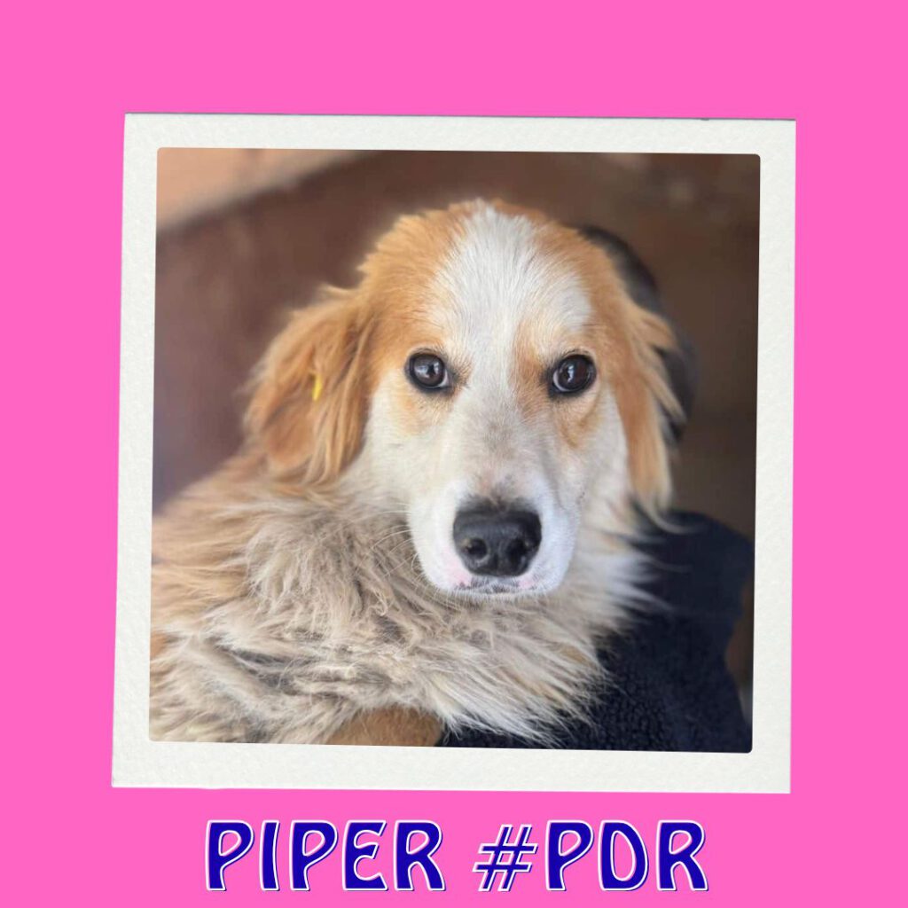 PIPER #PDR_Vorschau