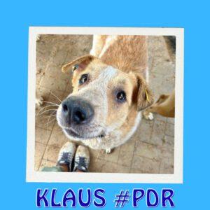 KLAUS #PDR_Vorschau