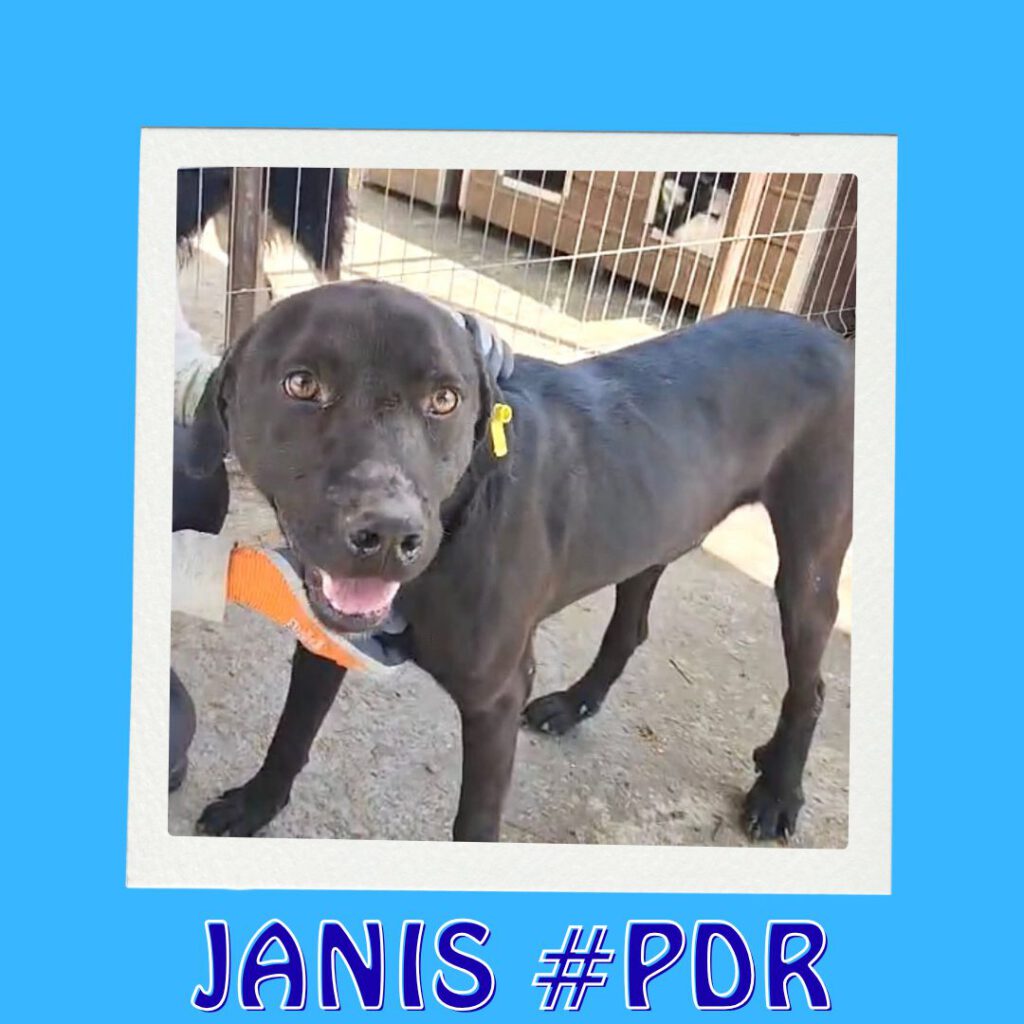 JANIS #PDR_Vorschau