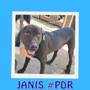 JANIS #PDR_Vorschau
