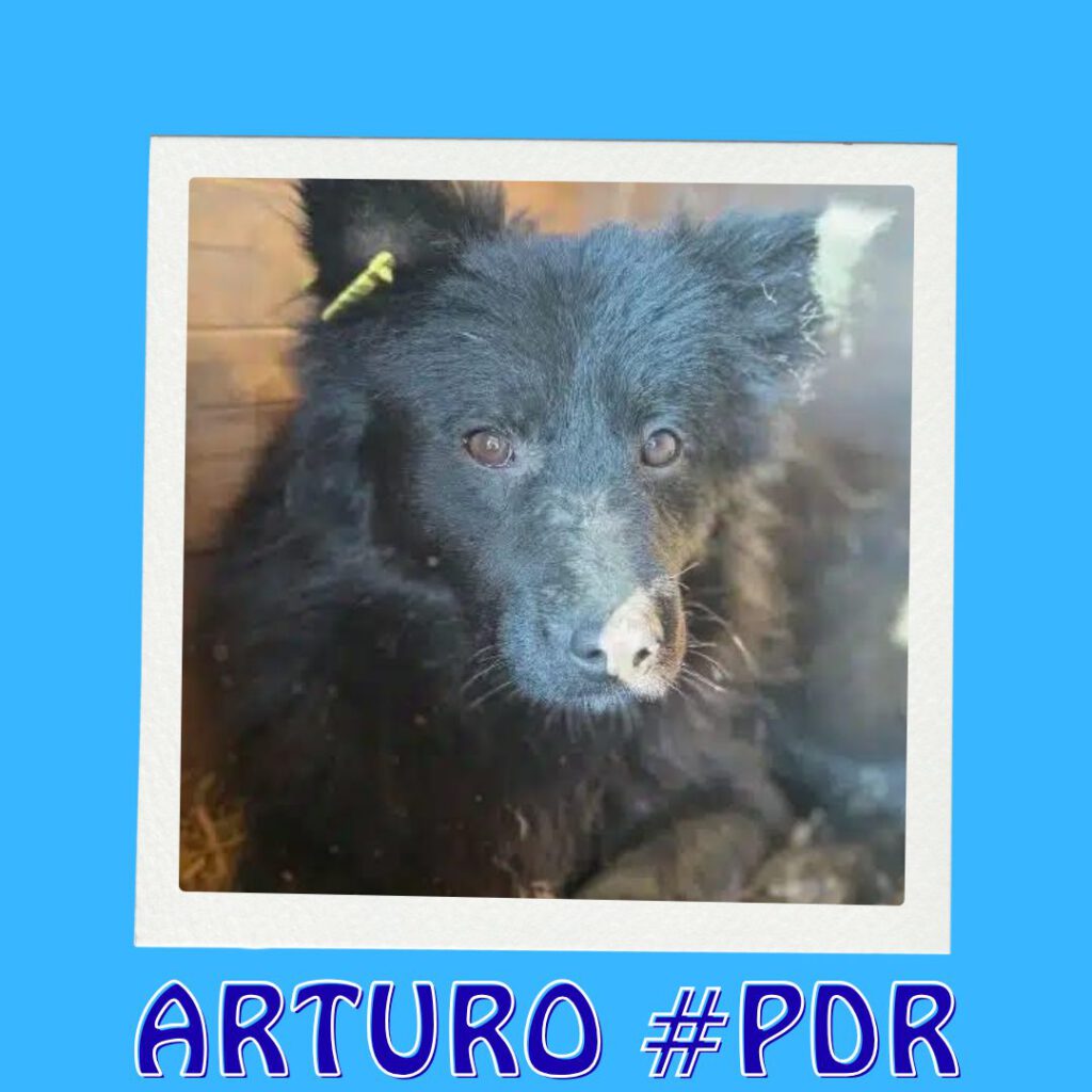 ARTURO #PDR_Vorschau