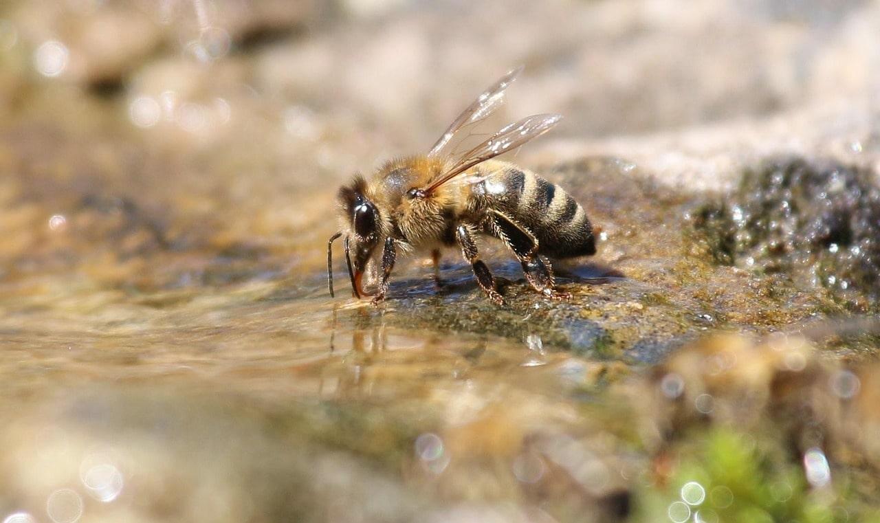 Bienen Bild von Schanin auf Pixabay