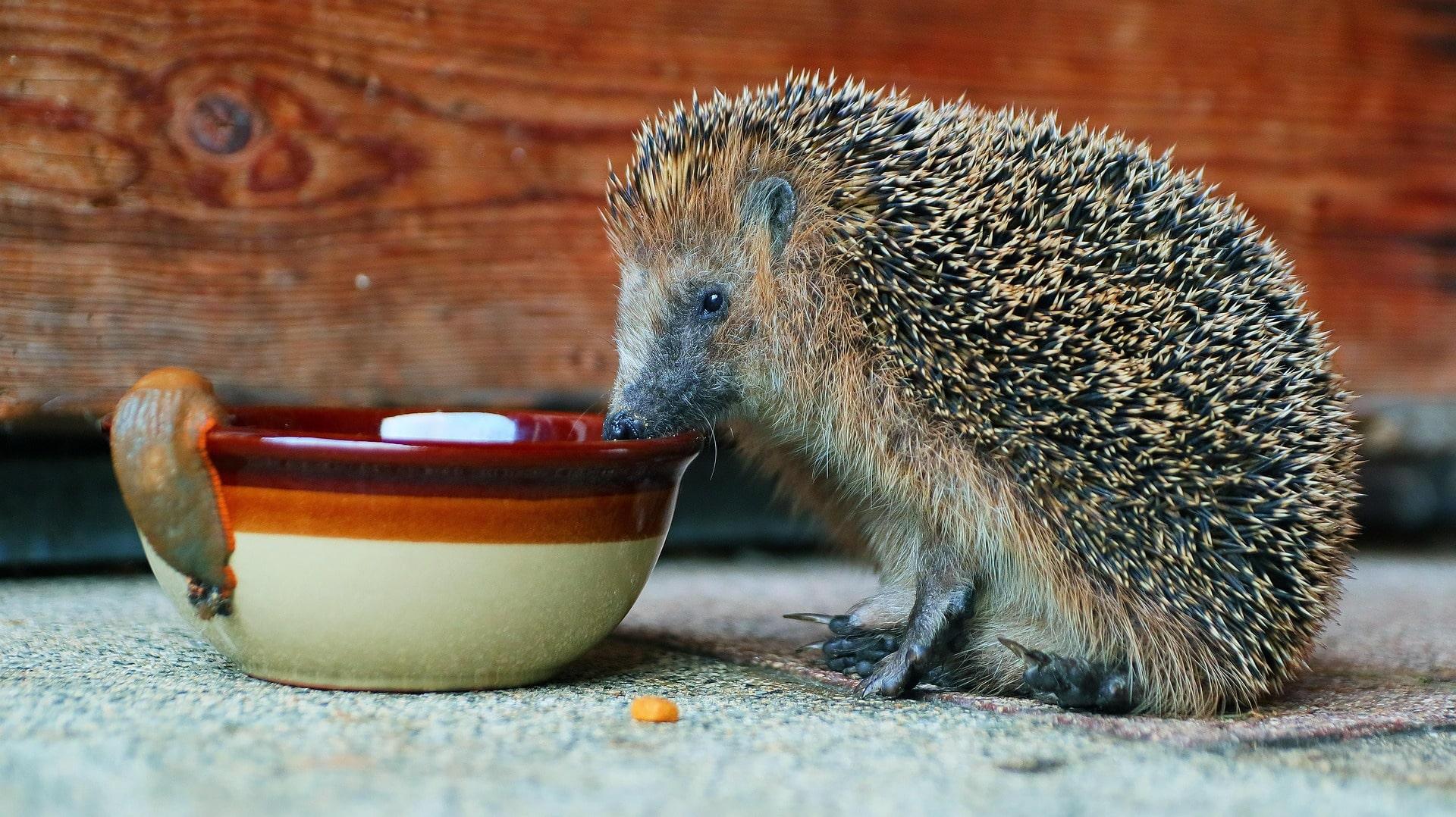 Igel_SimoneVomFeld