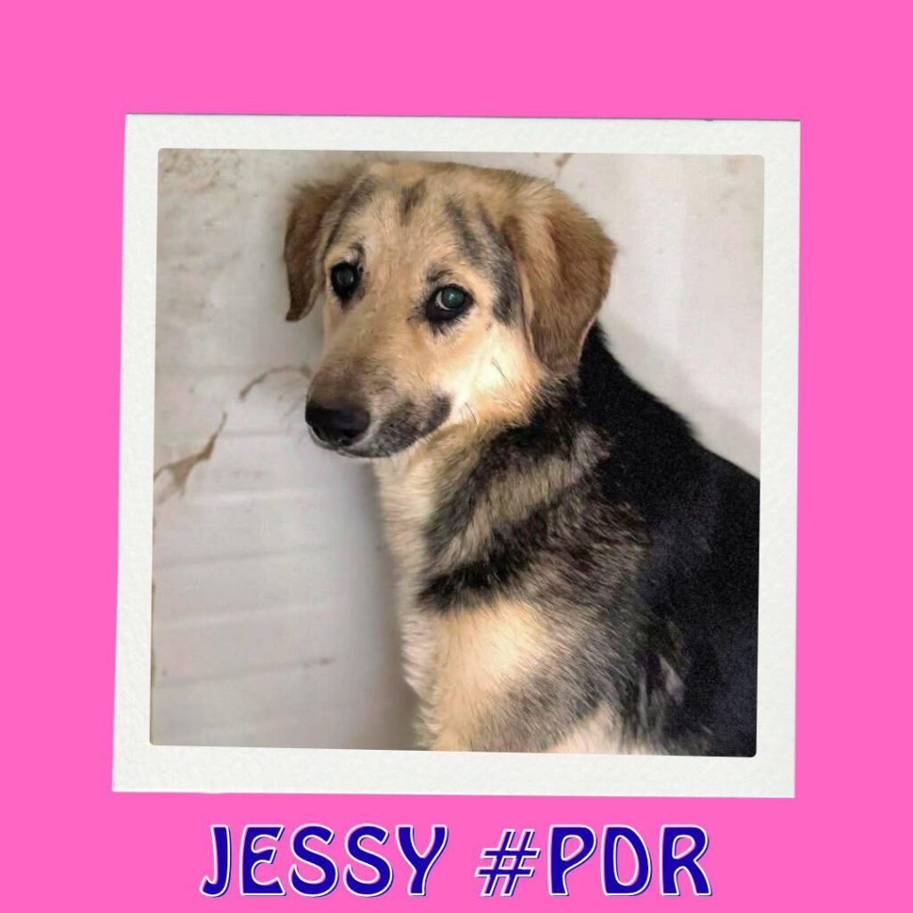 JESSY #PDR_Vorschau
