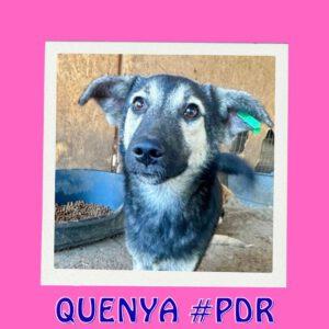 QUENYA #PDR_Vorschau