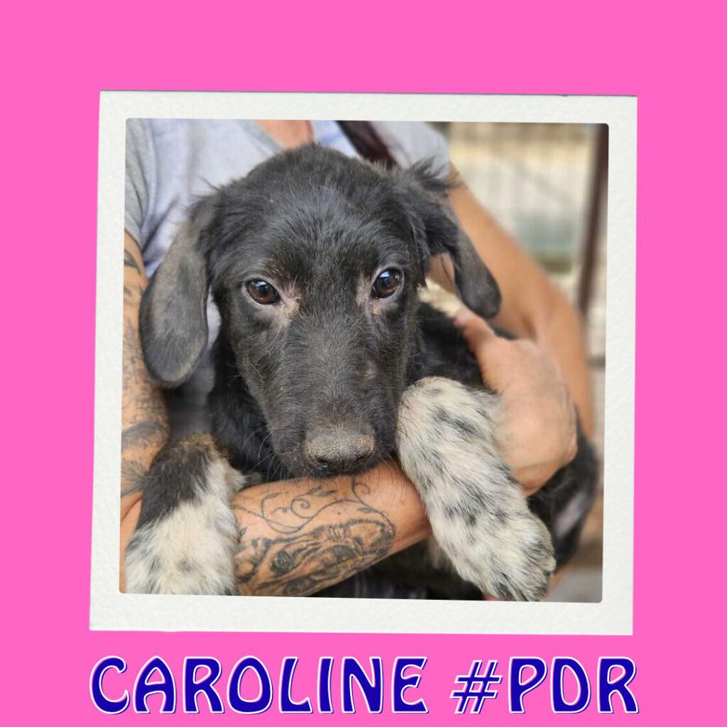 Caroline #PDR_Vorschau