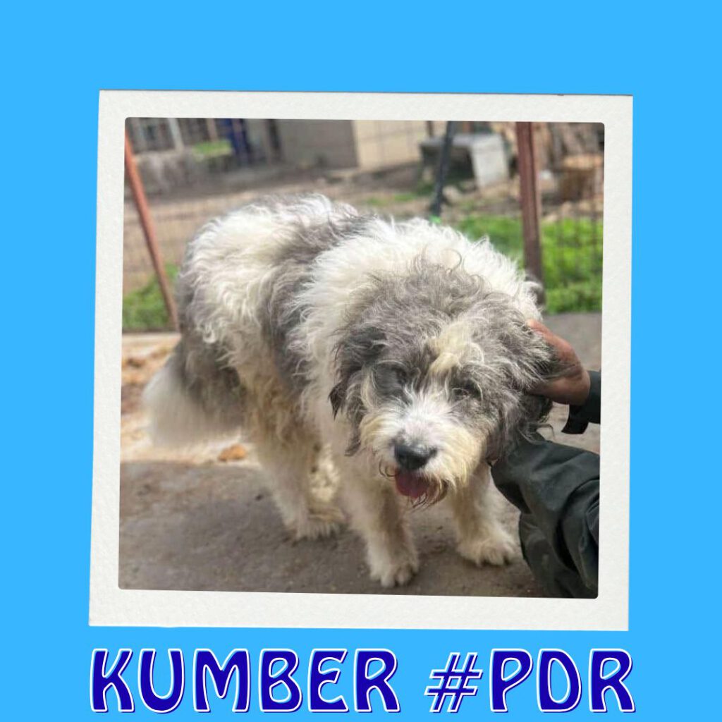 KUMBER #PDR_Vorschau