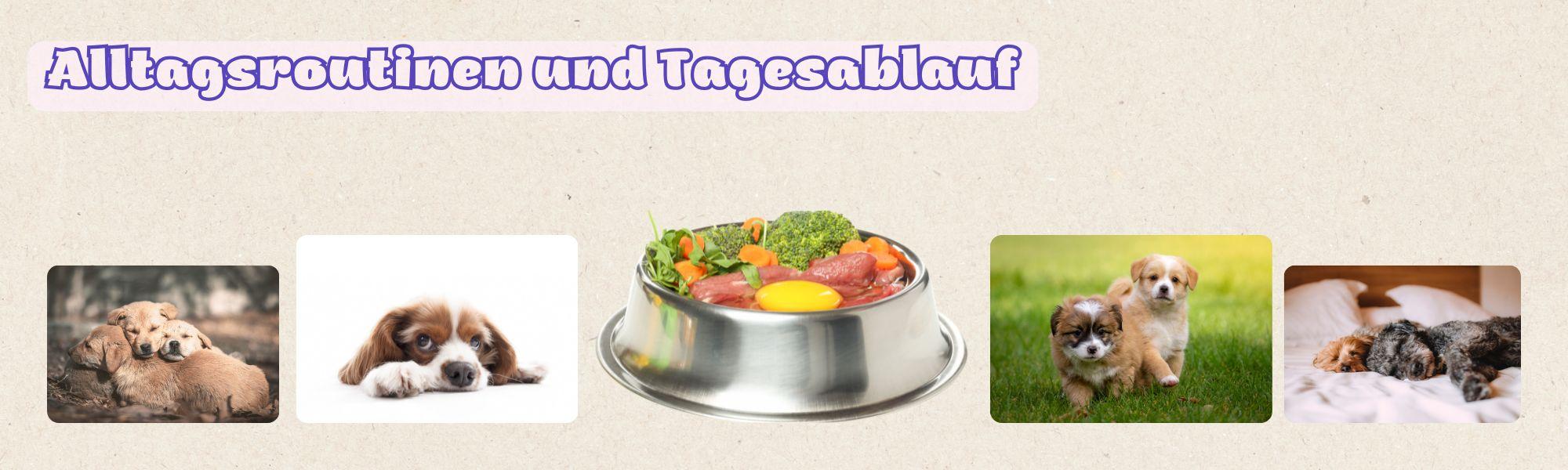 Alltagsroutinen Tagesablauf für einen glücklichen Hund