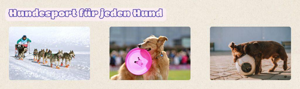 Hundesport für jeden Hund