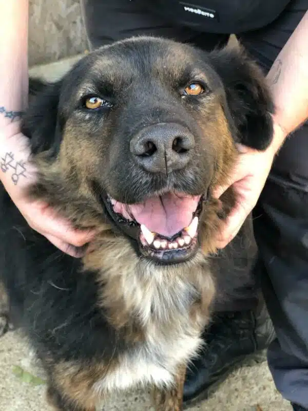 LEGOLAS_vom_Angsthundhof