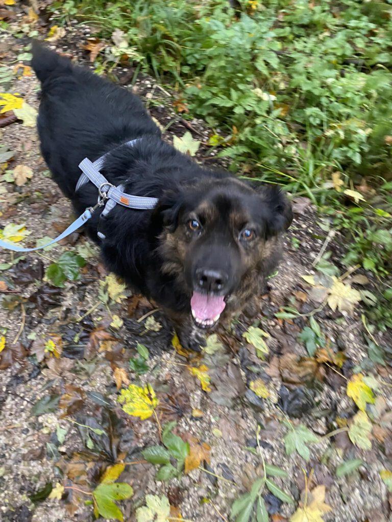 Legolas_vom_Angsthundhof