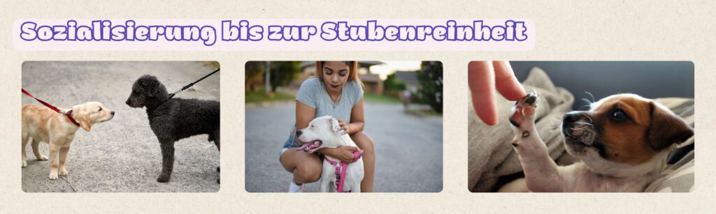 Sozialisierung, Stubenreinheit und Alltagsroutine